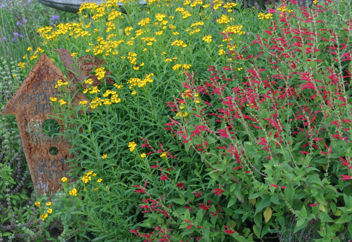 Mexican mint marigold and pineapple sage (Salvia elegans)