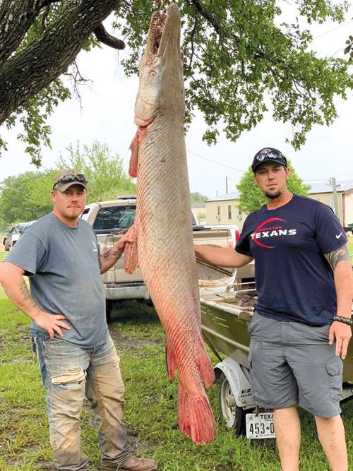 Anglers On Brazos River Land 7 Foot 7 Alligator Gar Local News Theeagle Com It frequently exceeds 100 pounds. anglers on brazos river land 7 foot 7