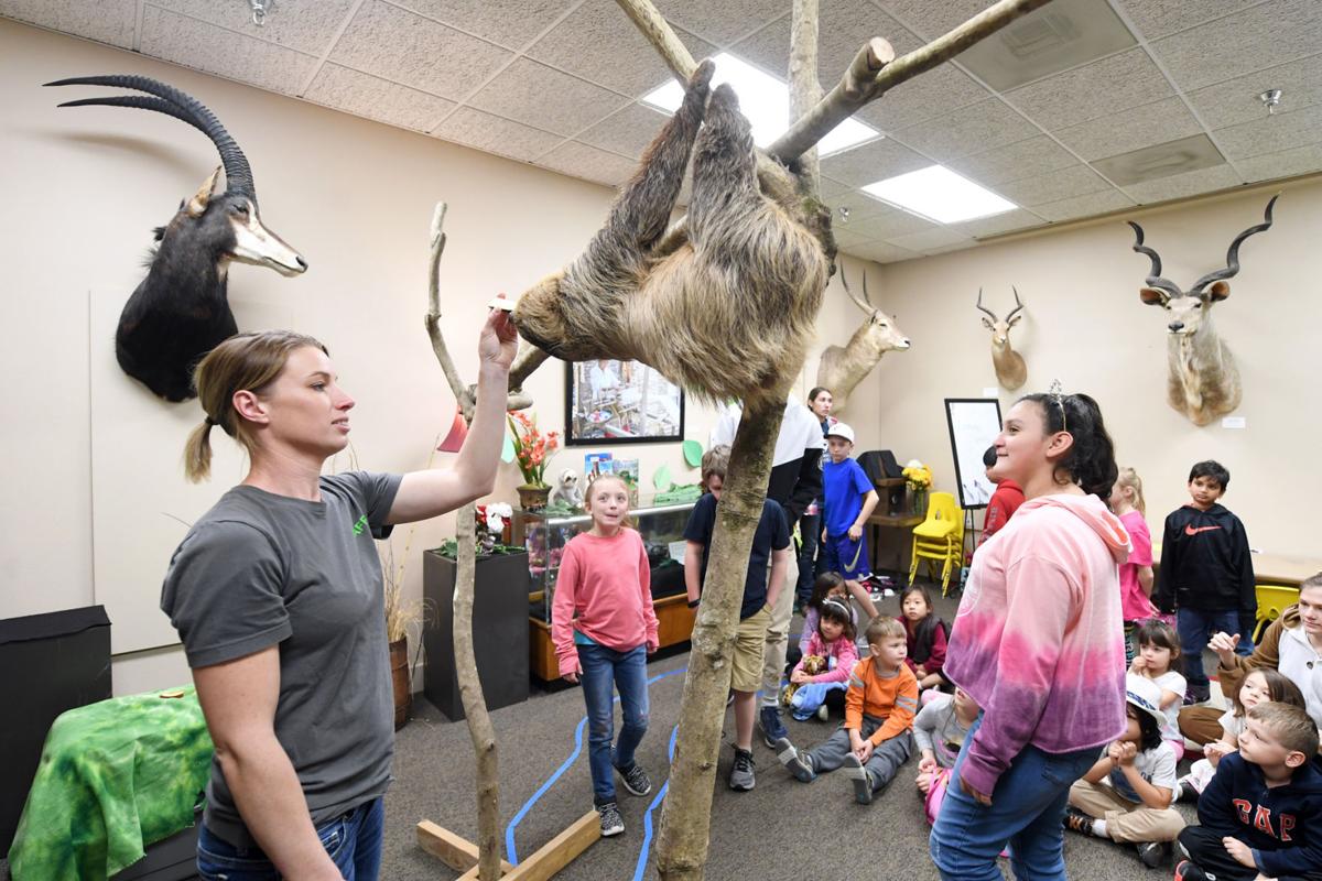Sloth visits BVMNH