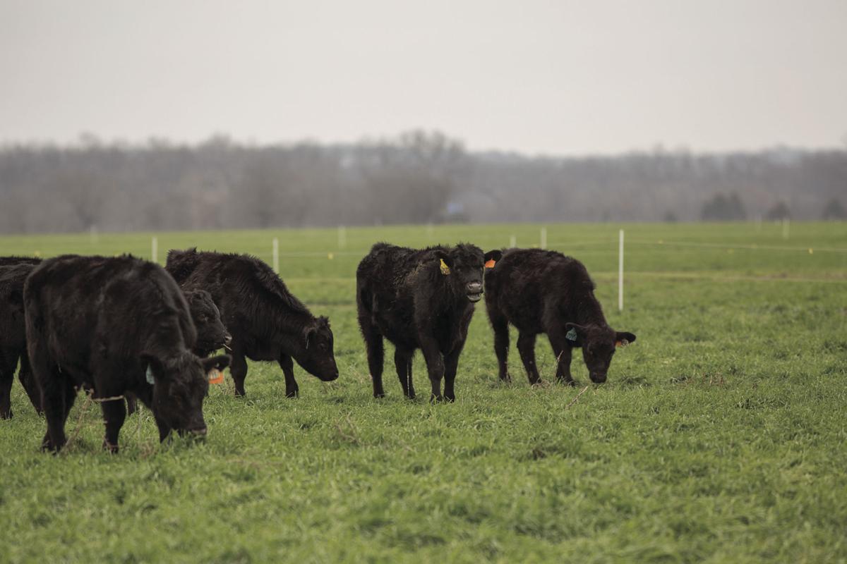 So Many Choices Small Grain Options For Winter Pasture Land Livestock Post Theeagle Com