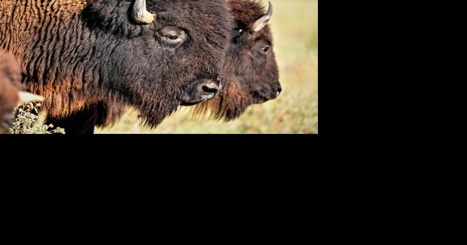 AgriLife Research studies bison in Texas