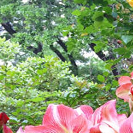 Bulbs Thrive In South Latest Headlines Theeagle Com