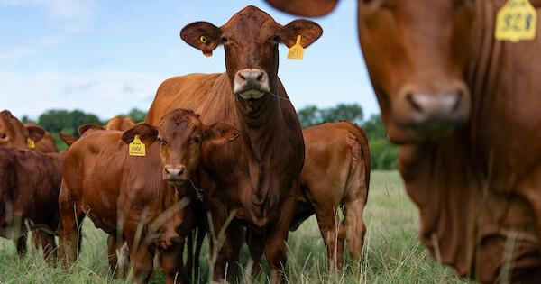 New World screwworm field guide for cattle producers