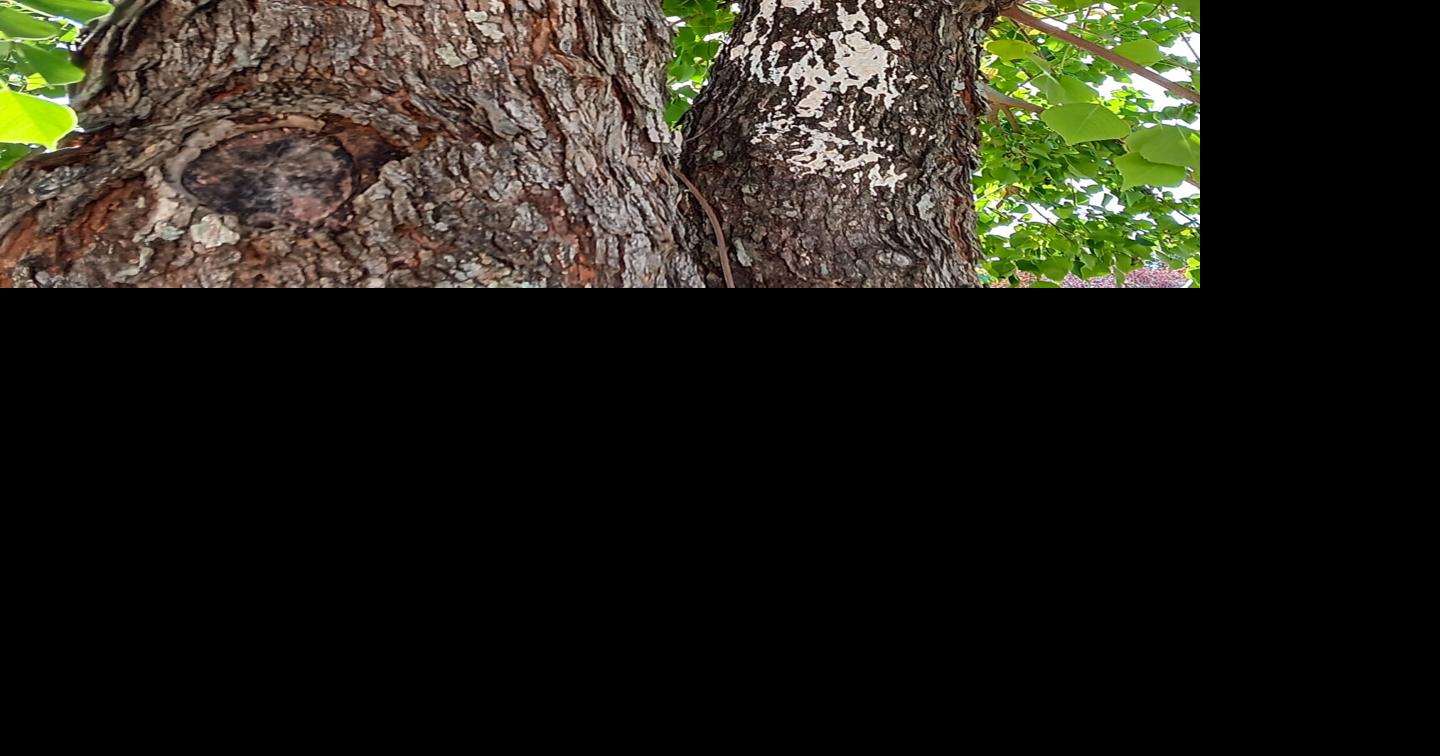 Trees that survived the 2021 freeze may still need to be replaced