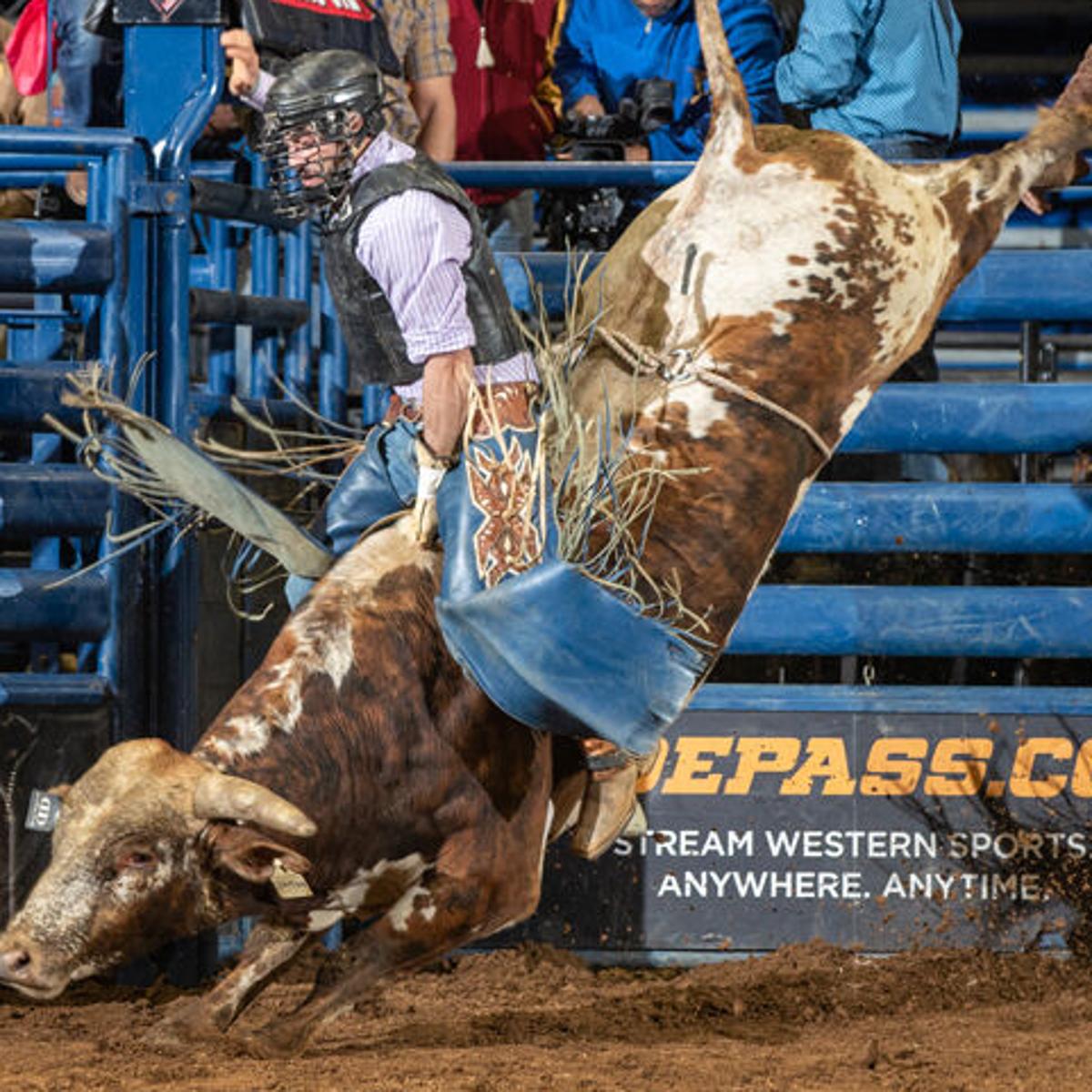 former bull rider finds second rodeo career as trainer local news theeagle com