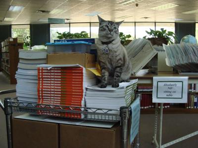 Your Local Library Needs A Cat Columnists Theeagle Com