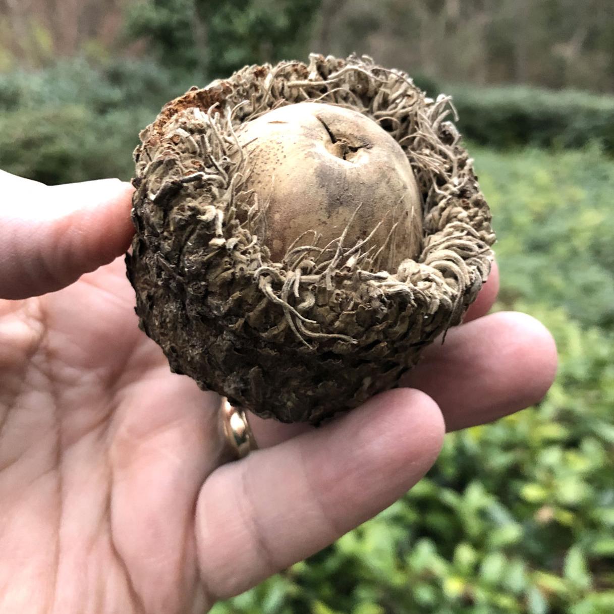 Texas Gardening Large Leaved Tree Found Along Stream Banks Is Bur Oak Local News Theeagle Com