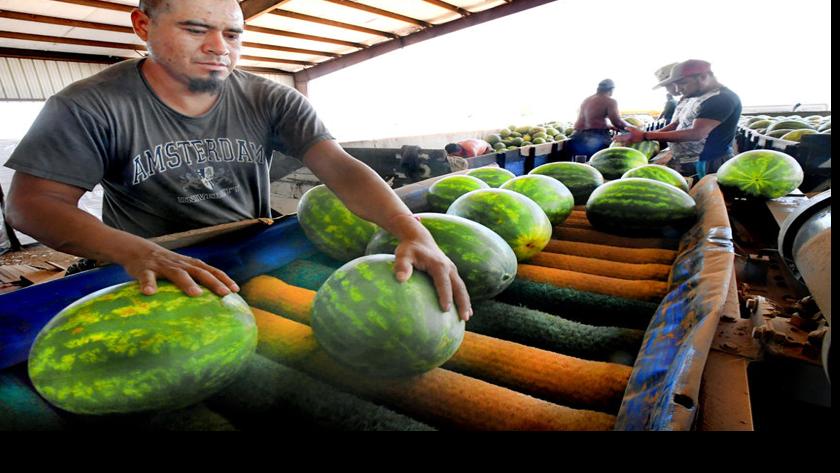Wiggins Family Produces Millions Of Pounds Of Watermelons For