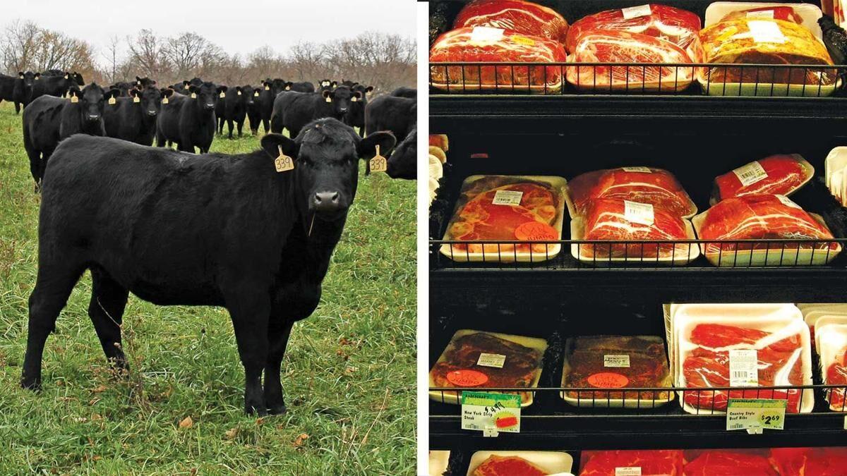 Beef prices high, cattle markets still have support