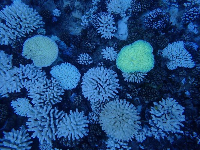 The deadly heat waves evolving coral reefs