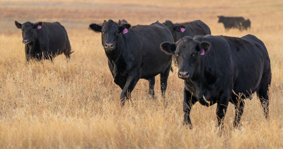 Texas A&M at the forefront of screwworm fight