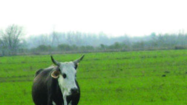 Growing Forage Year Round Land Livestock Post Theeagle Com