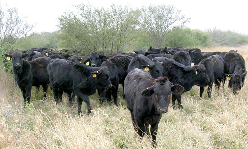Great Plains grasslands