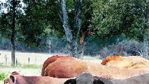 Key To Meeting Nutrient Needs Is Knowing Forage Quality Eagle Archives Theeagle Com