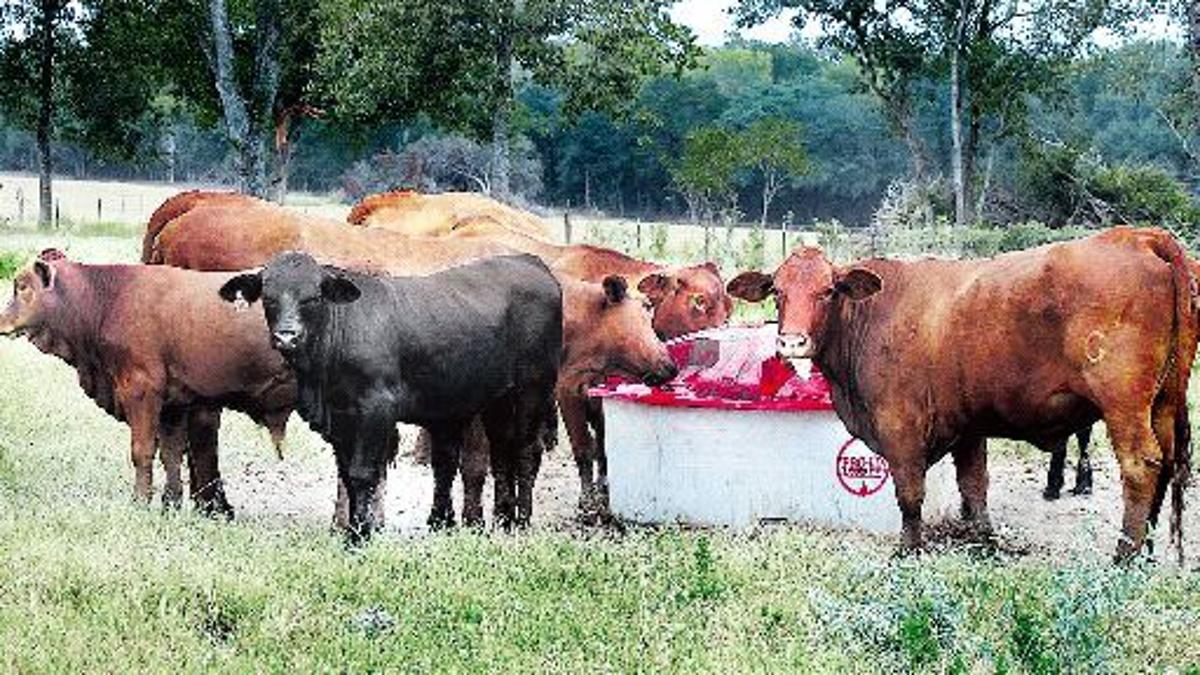 Key To Meeting Nutrient Needs Is Knowing Forage Quality Eagle Archives Theeagle Com