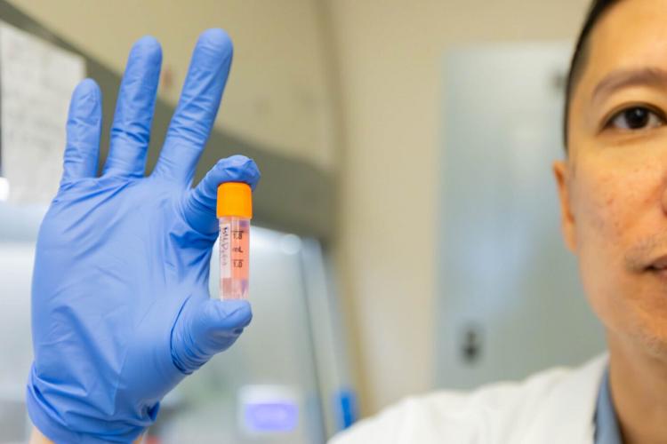 Lab-grown canine muscle cells offer solution for early therapeutic testing