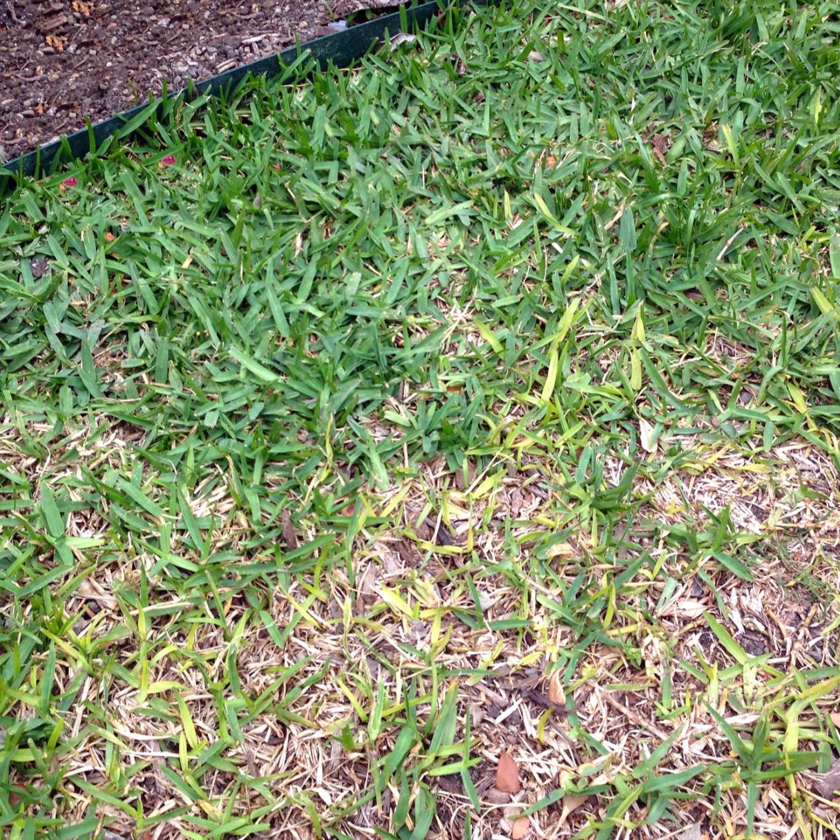 St Augustinegrass Yearly Maintenance Program Home Garden Information Center