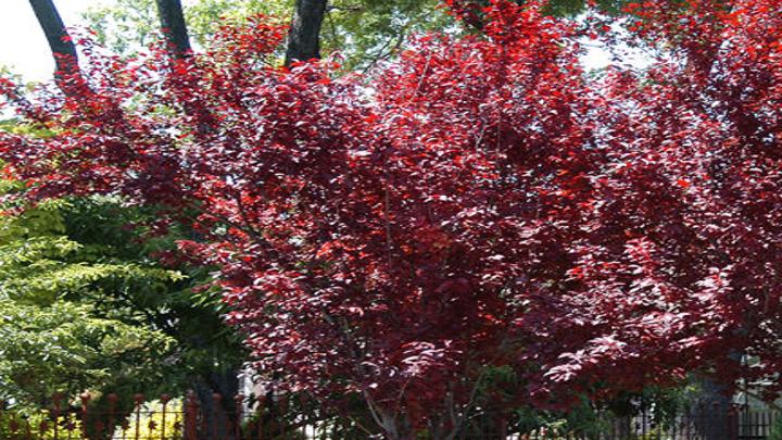 photo Purple Leaf Plum Tree Leaves Turning Brown the short lived purple plum tree might