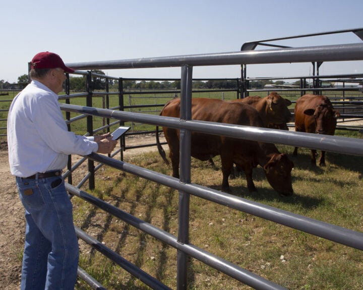 AgriLife aims to aid rural veterinary practices with new network project