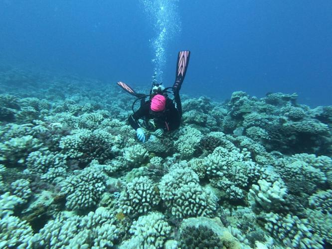 The deadly heat waves evolving coral reefs