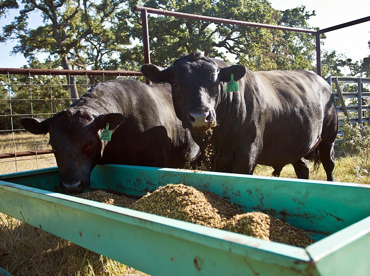 Drought relief funds available for Brazos Valley ranchers ...