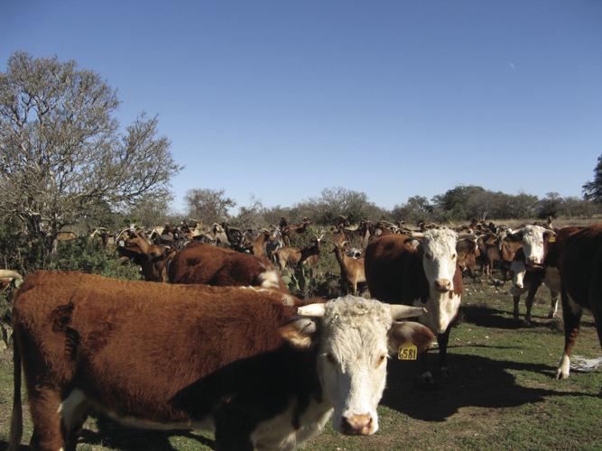 Making the cut: Reasons for culling cattle Making the cut: Reasons for culling cattle