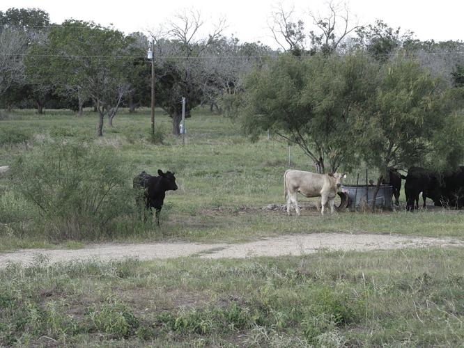 Making bale What is the value of a bale of hay?