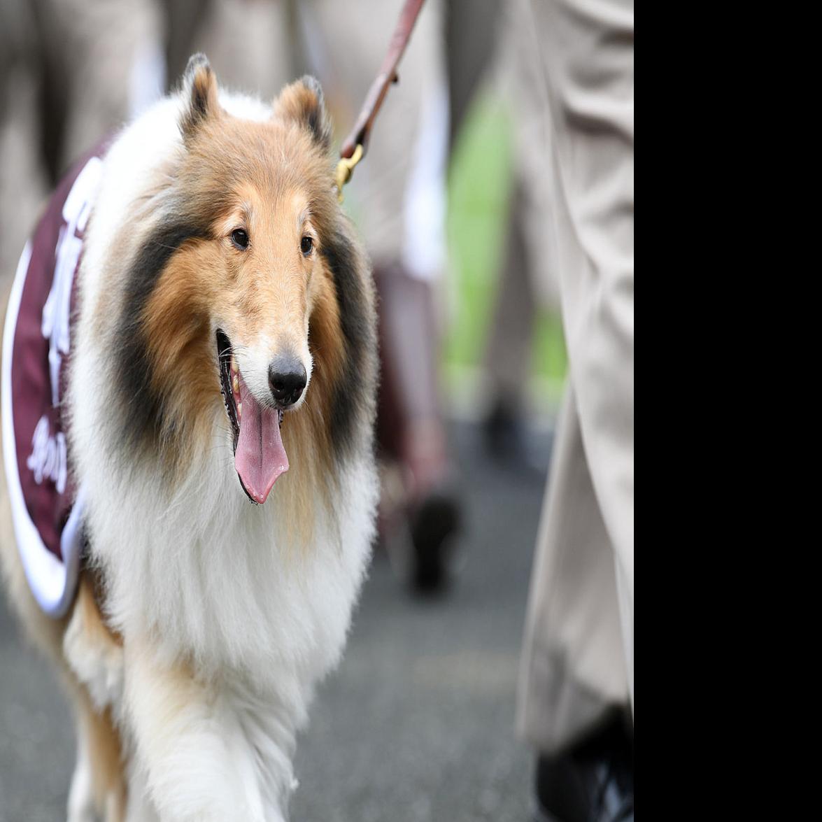 Football Follies Mascot Easily Outranks Game Action For Little