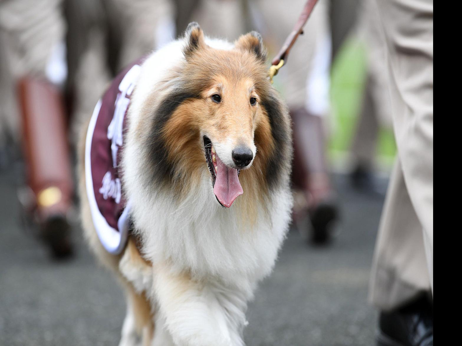 Football Follies Mascot Easily Outranks Game Action For Little Aggie Fans Brazos 360 Theeagle Com
