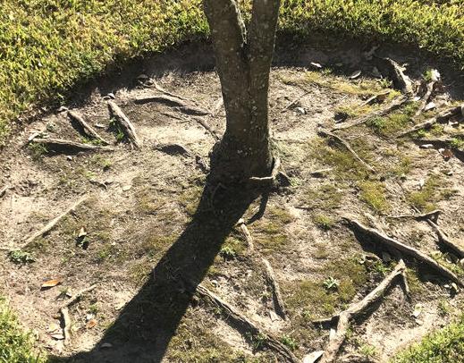 Texas Gardening Japanese Maples And Similar Trees Struggle In