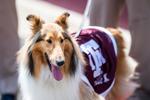 091122-bcs-sports-AggieFootball-18.jpg