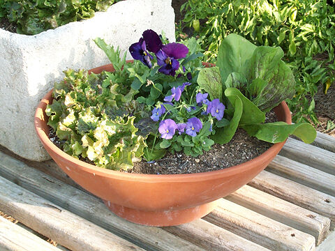 RICHTER edible flowers