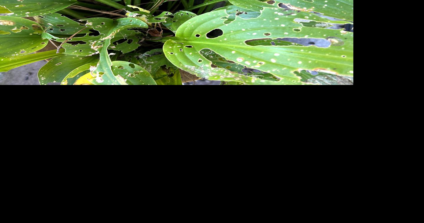 Snails, slugs love to say ‘hasta la vista’ to your hostas