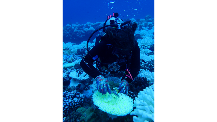 The deadly heat waves evolving coral reefs