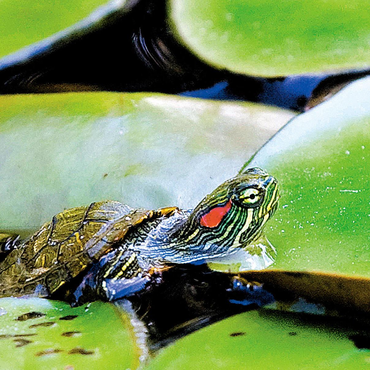 Pet Talk Turtles And Tortoises As Pets Local News Theeagle Com