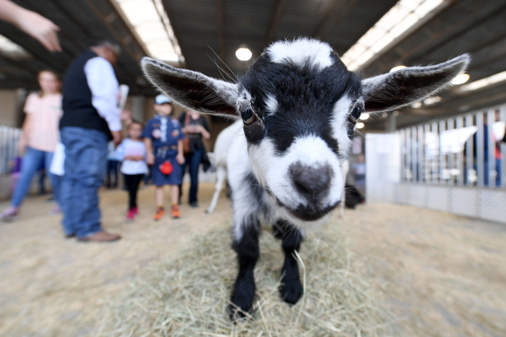 vets that see goats near me