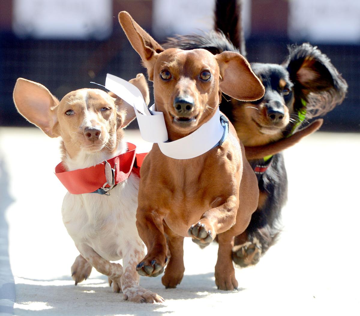 Dachshunds take center stage at Weiner Fest Local News