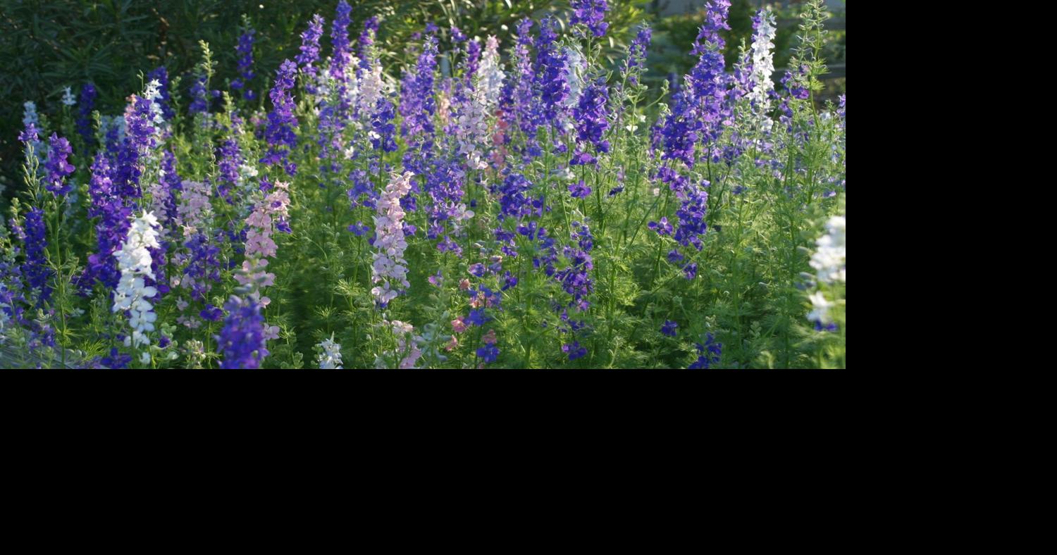 Skip Richter column: Rejuvenate gardens heading into fall