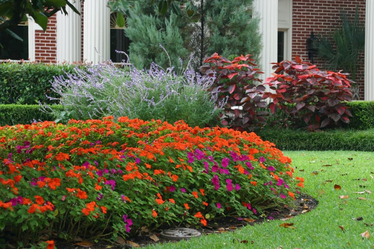 landscaping mexican bush sage