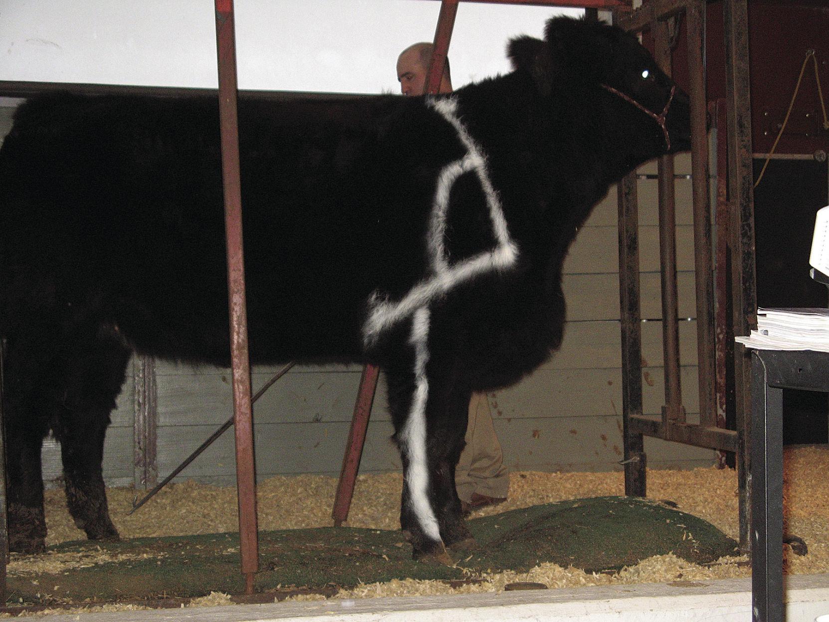 Here S The Beef Basics For Selecting A Bull Land