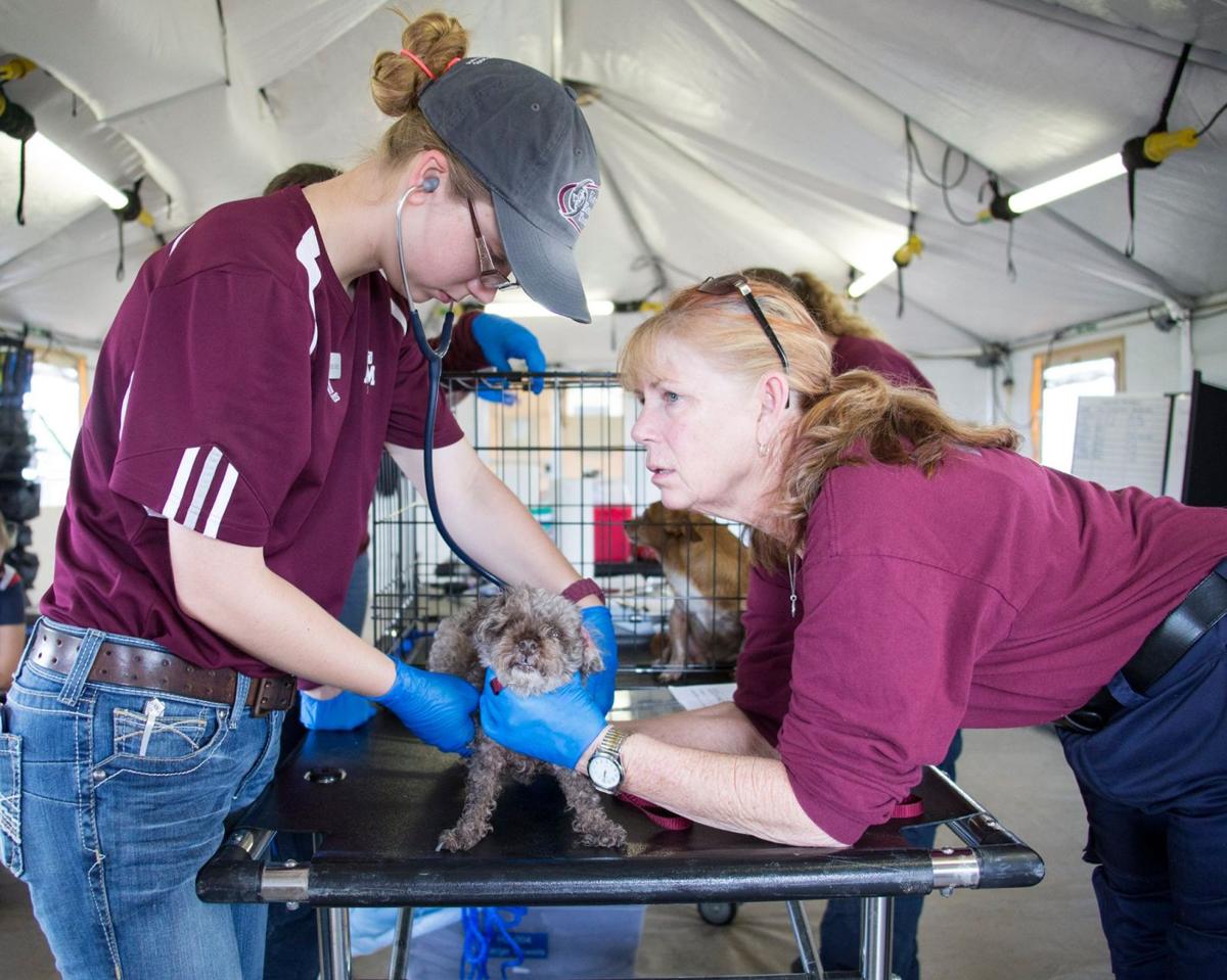 Texas A&M Veterinary Emergency Team mobilized to help out animals in