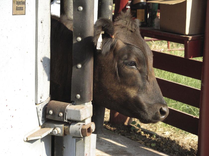 Eagle Auto Sales >> Oh, Chute! Low-stress handling often stops at the squeeze ... Eagle Auto Sales >> Oh, Chute! Low-stress handling often stops at the squeeze ...