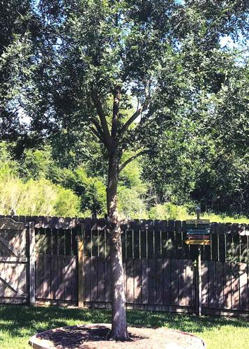 TEXAS GARDENING: Lacebark elm yellowing leaves