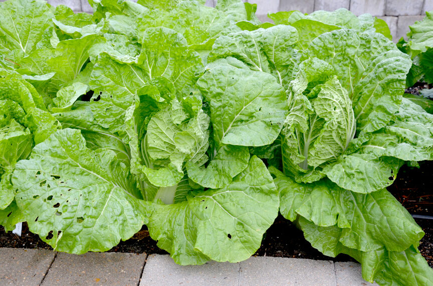 SKIP RICHTER: Chinese cabbage