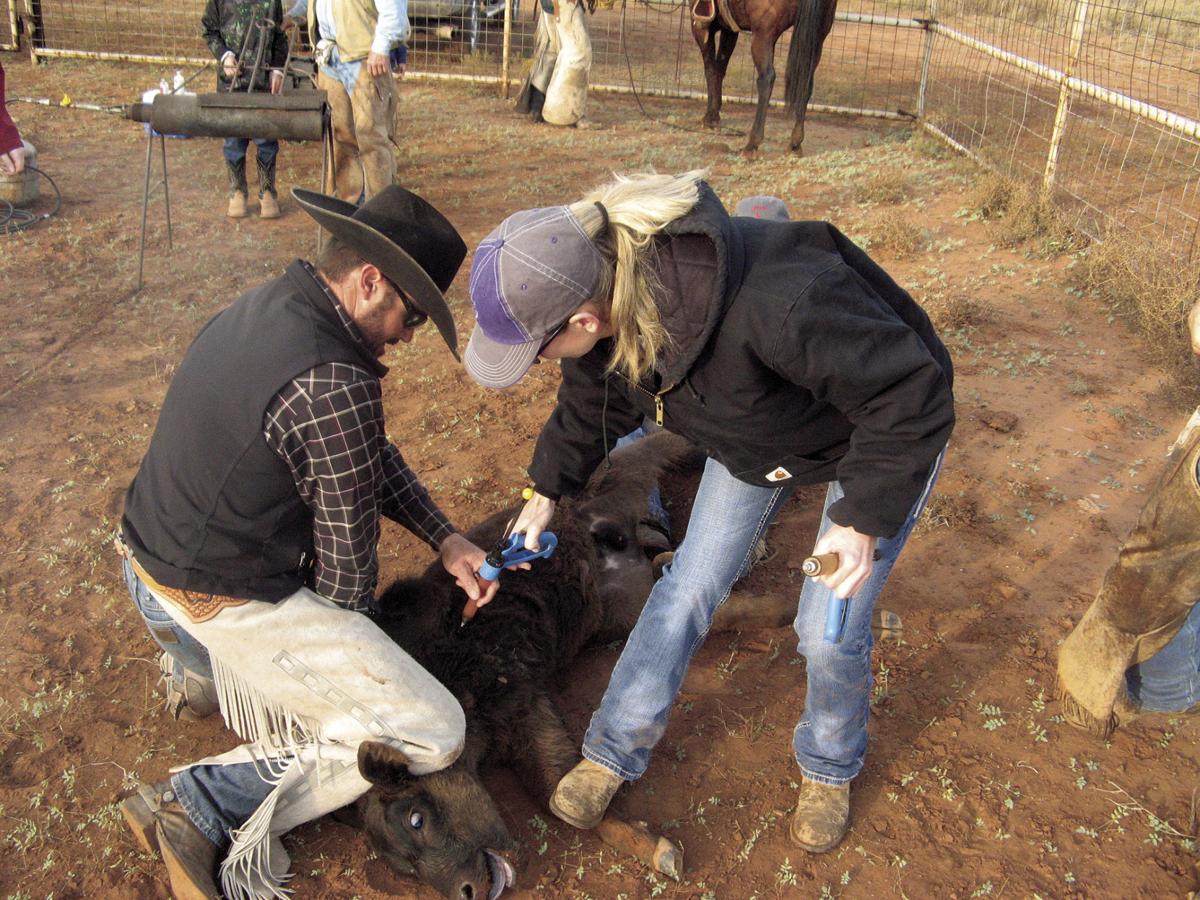 Keeping your cattle healthy Development of a herdhealth plan Land