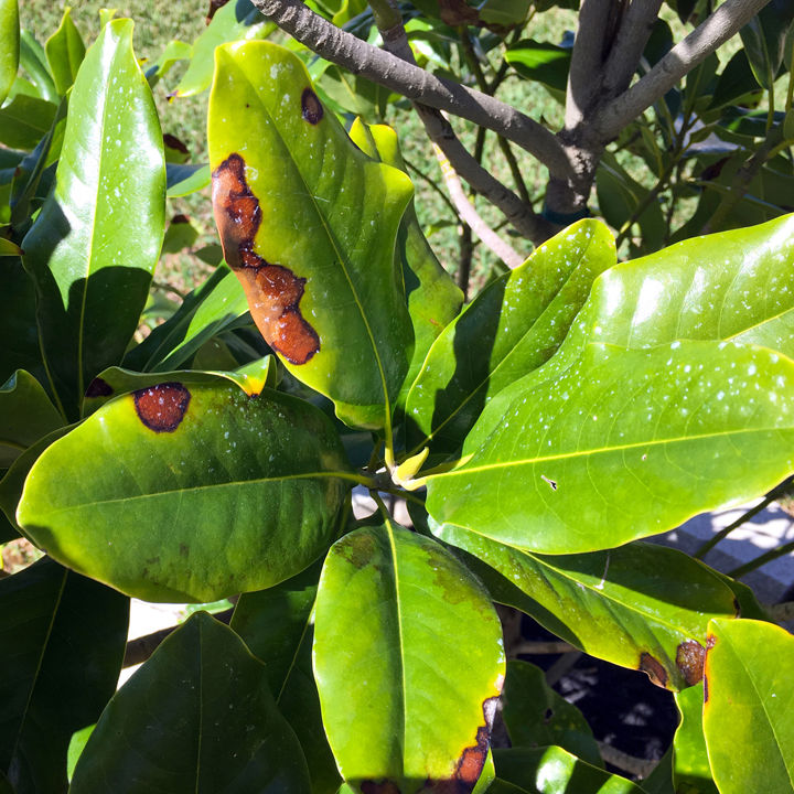 late-bloomers-southern-magnolias-drop-their-leaves-in-spring