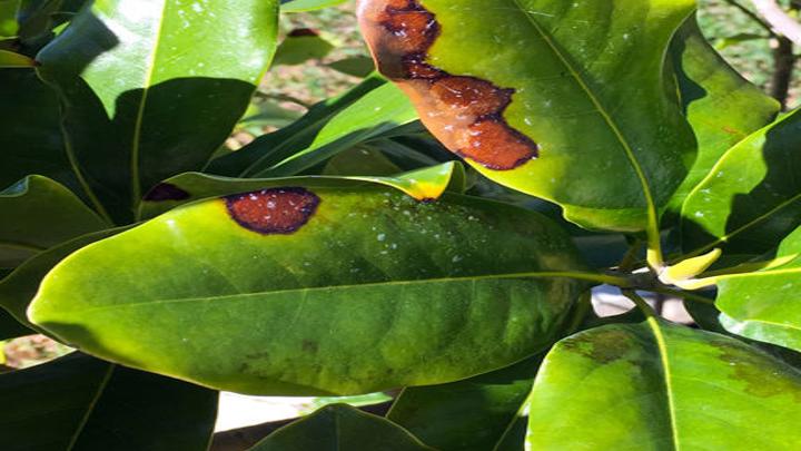 Late Bloomers Southern Magnolias Drop Their Leaves In Spring Local News Theeagle Com