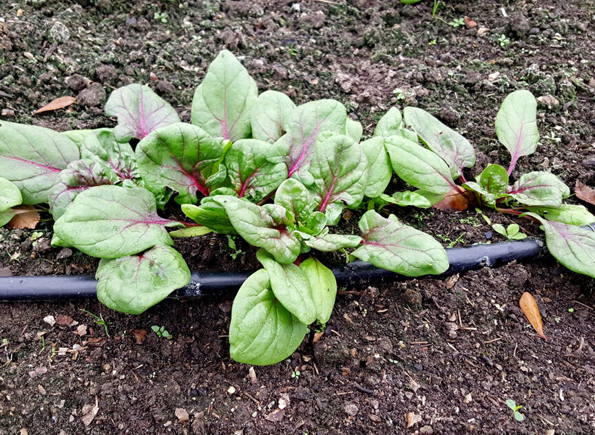 SKIP RICHTER: Spinach