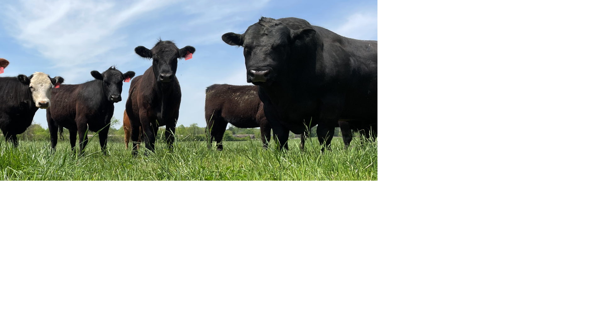 What should be considered in bull selection