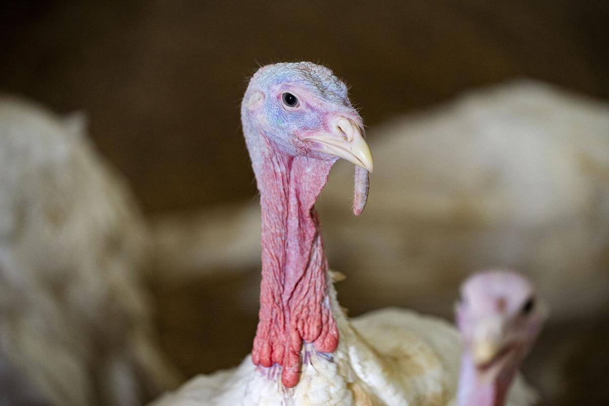 turkey